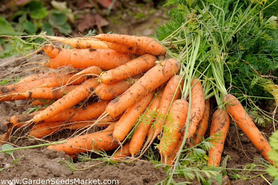 Морковь на участке