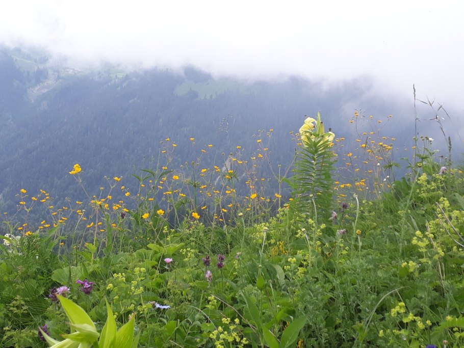 Альпийские Луга Абхазии, Пыв