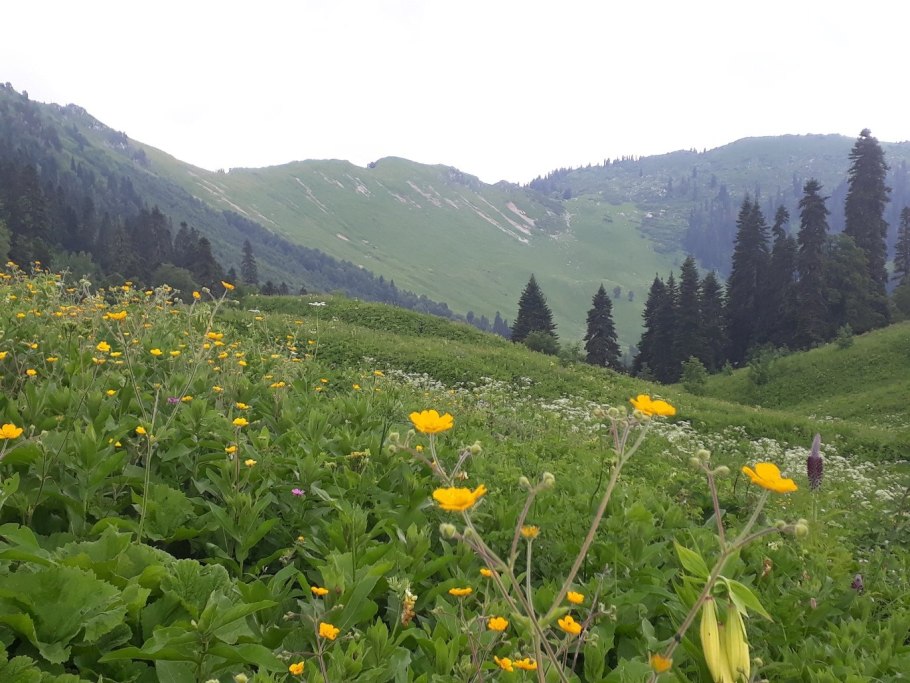 Ауадхара Абхазия Альпийские Луга Абхазия