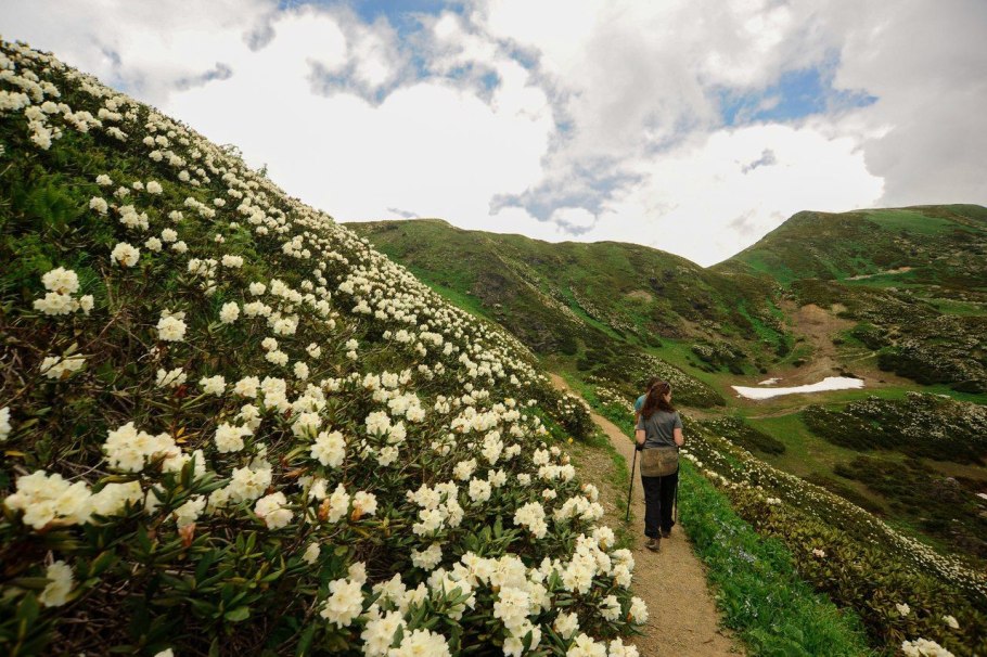 Альпийские Луга Абхазия