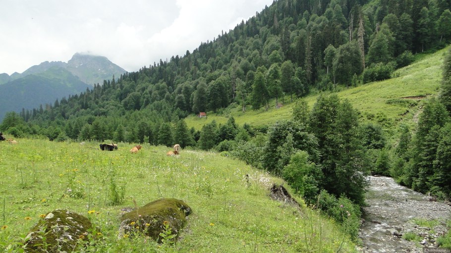 Альпийские Луга Гагра