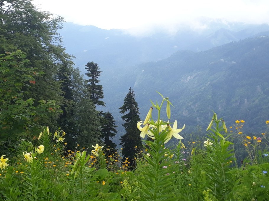 Альпийские Луга Гагра