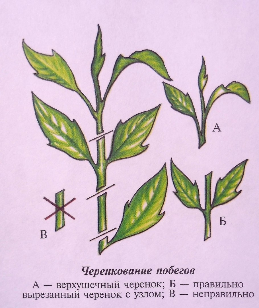Черенкуем бересклет