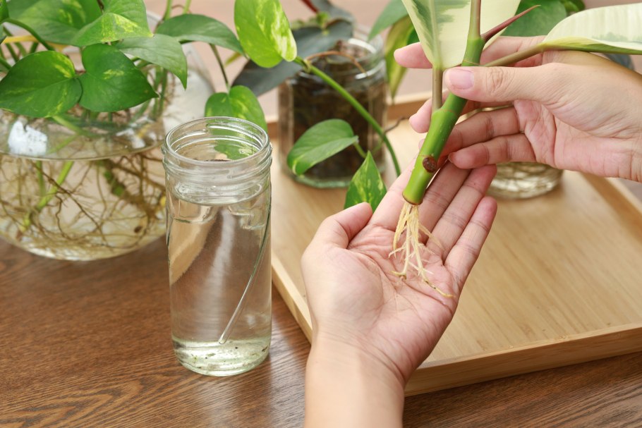 ZZ Plant how to make Cuttings
