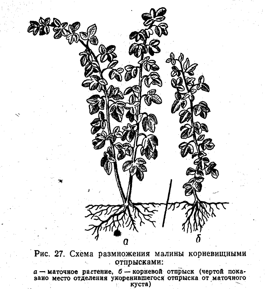 Корневая система крыжовника