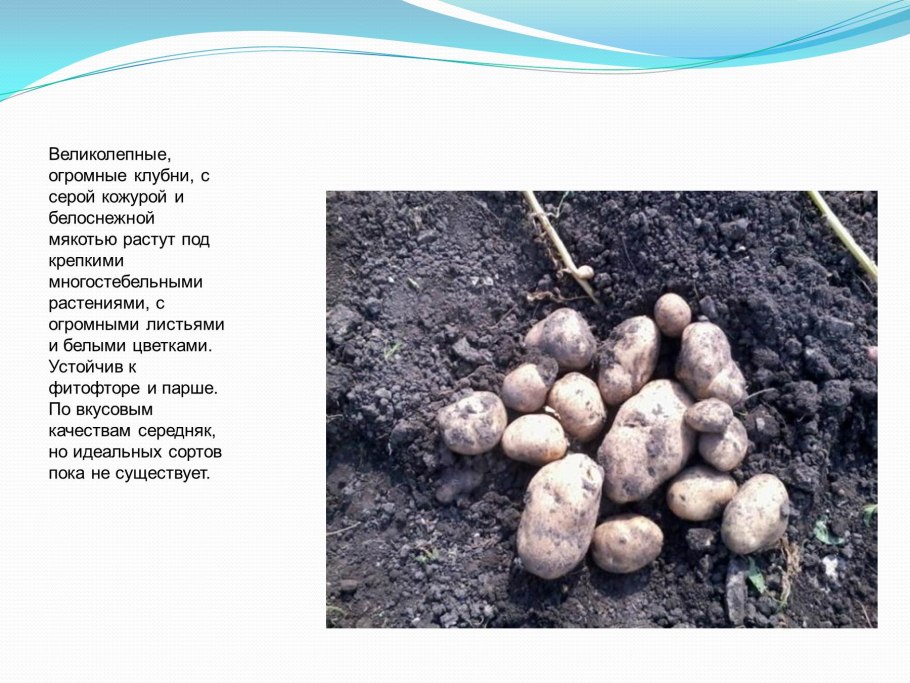 Клубни сообщение