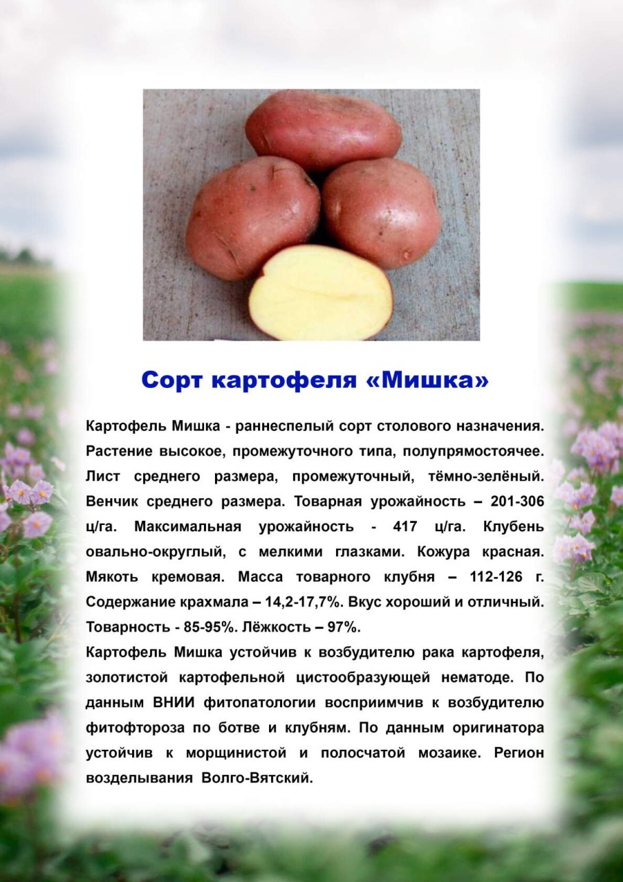 Сорт картофеля сарпо мира