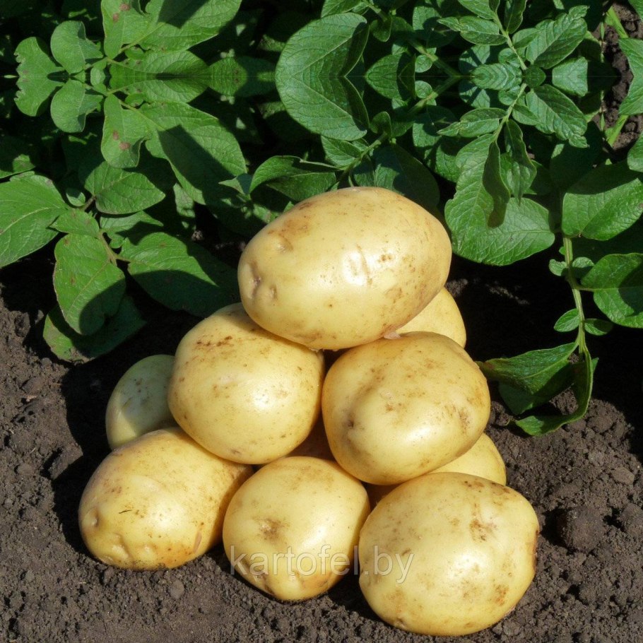 Сорта картофеля каталог