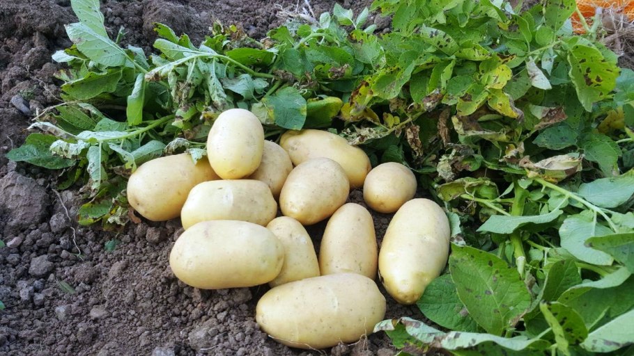 Сорт картофеля Колумба