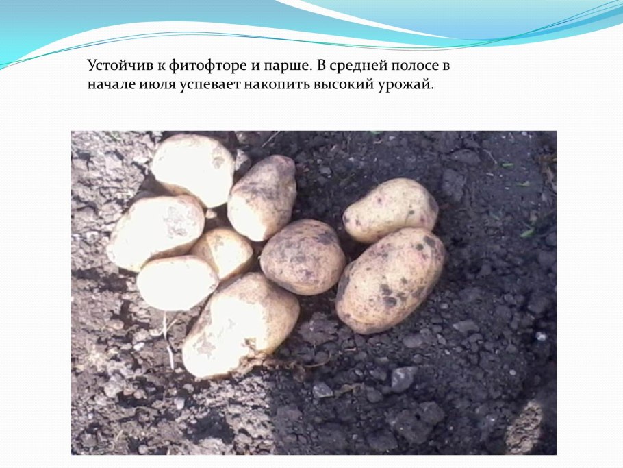 Сорта картофеля устойчивые к фитофторе