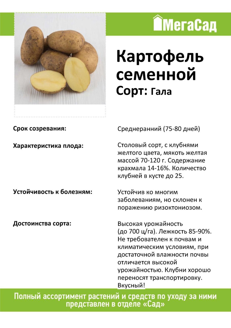 Сорт картофеля Имандра