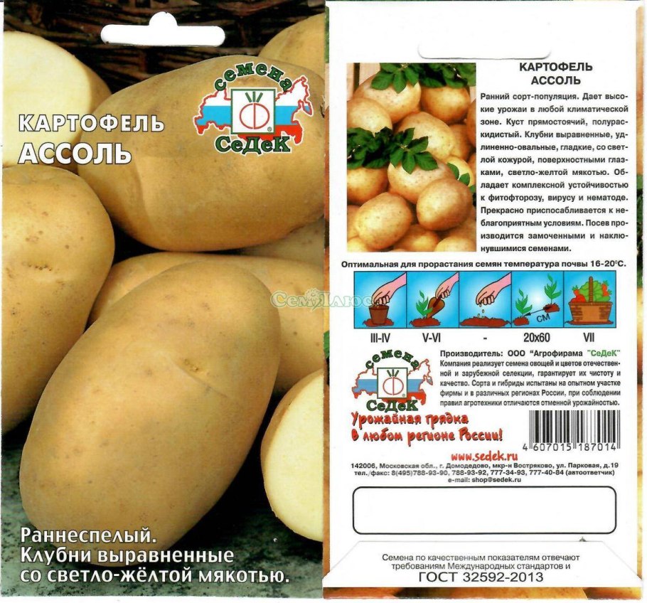 Картофель Тайфун