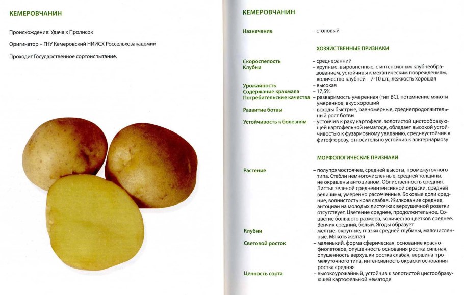 Сорт картошки Гала