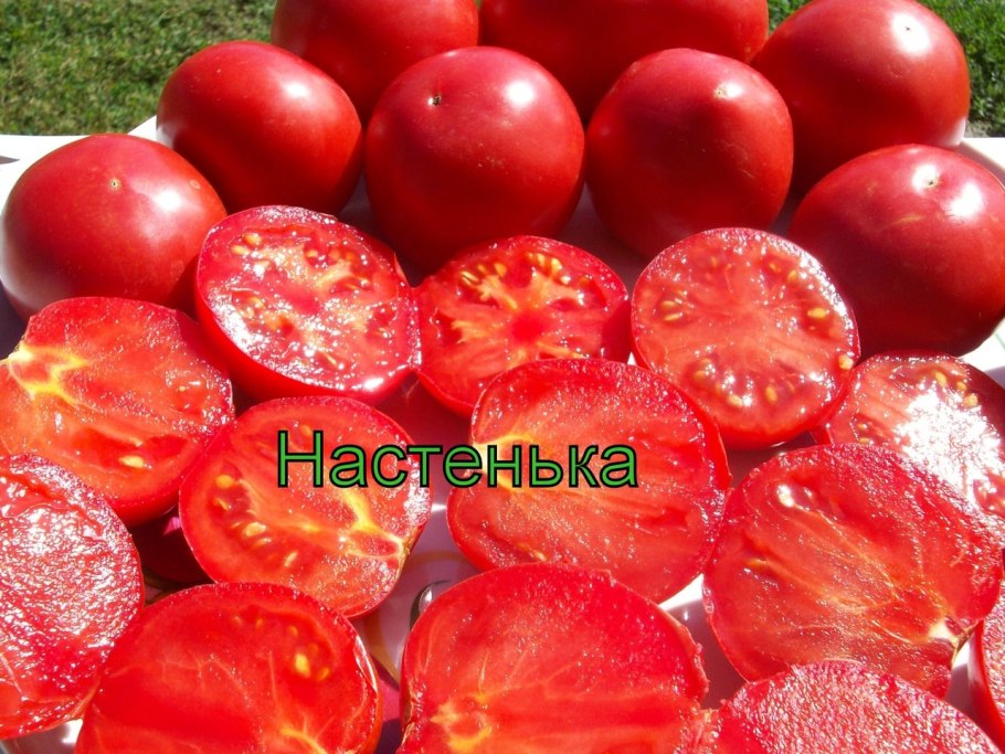 Томат Настенька Сибирская селекция