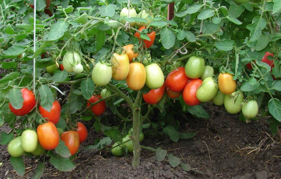 Томат Цифомандра