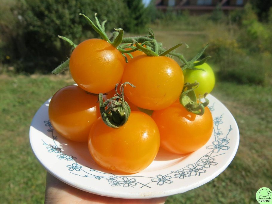 Семена томат Данко