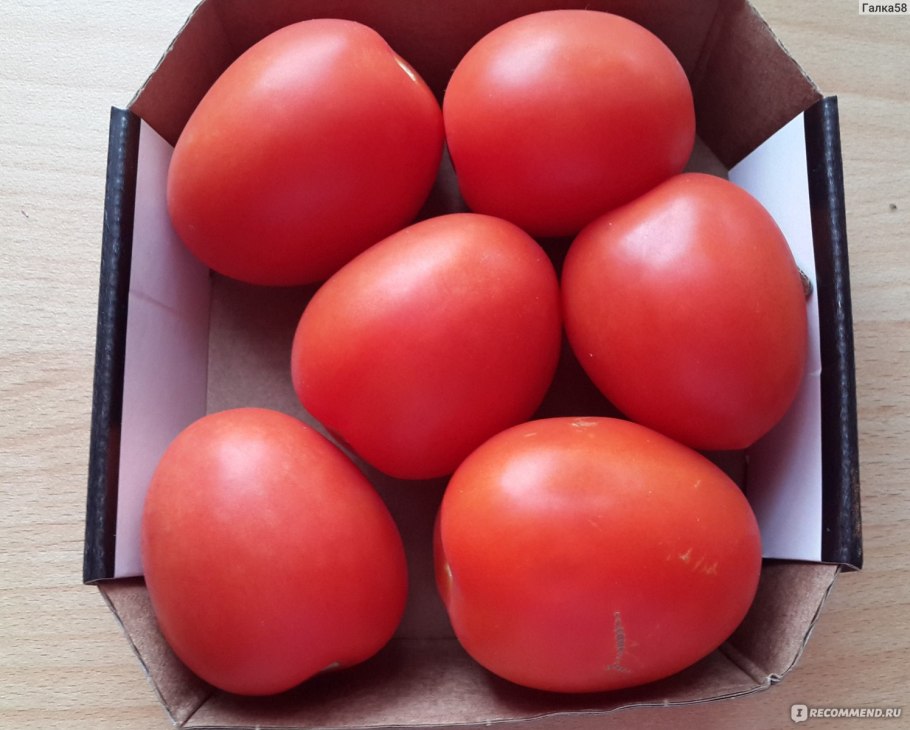 Томат Настенька семена Алтая