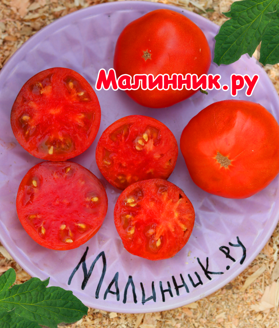 Сорт томата Сибирячка Тося