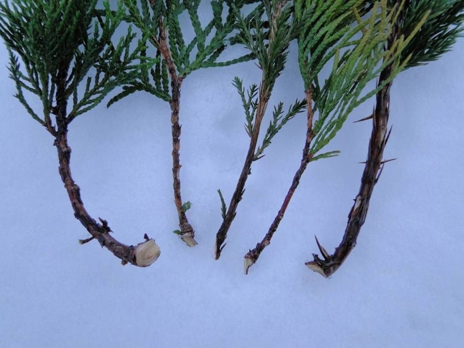 Размножение туи Западной способом зеленого черенкования