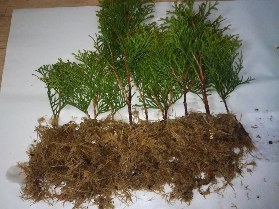 Туя(Thuja) Восточная 'Aurea Nana', укорененные черенки