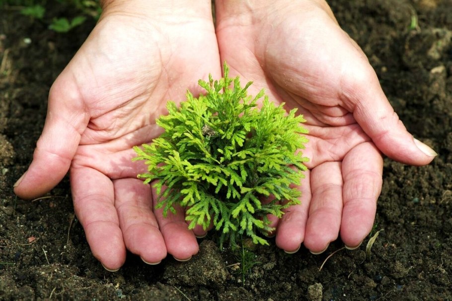 Черенкование туи Западной