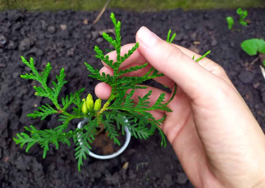 Туя Западная размножается