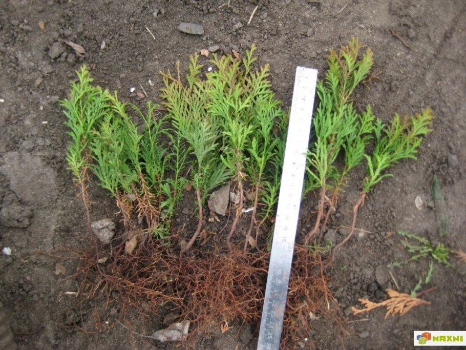 Размножение хвойников