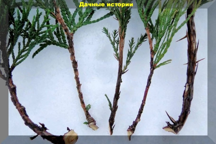 Заготовка черенков хвойных