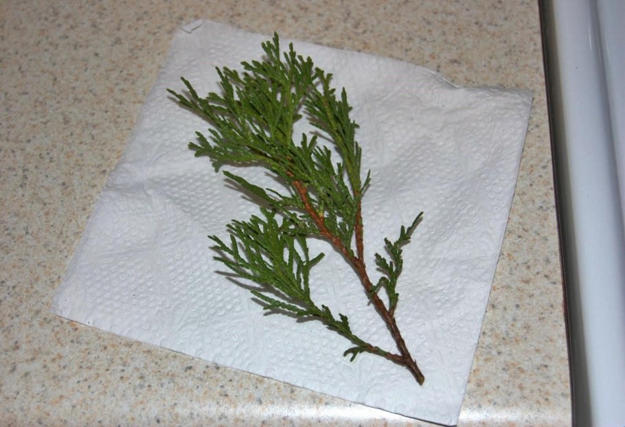 Размножение туи черенками