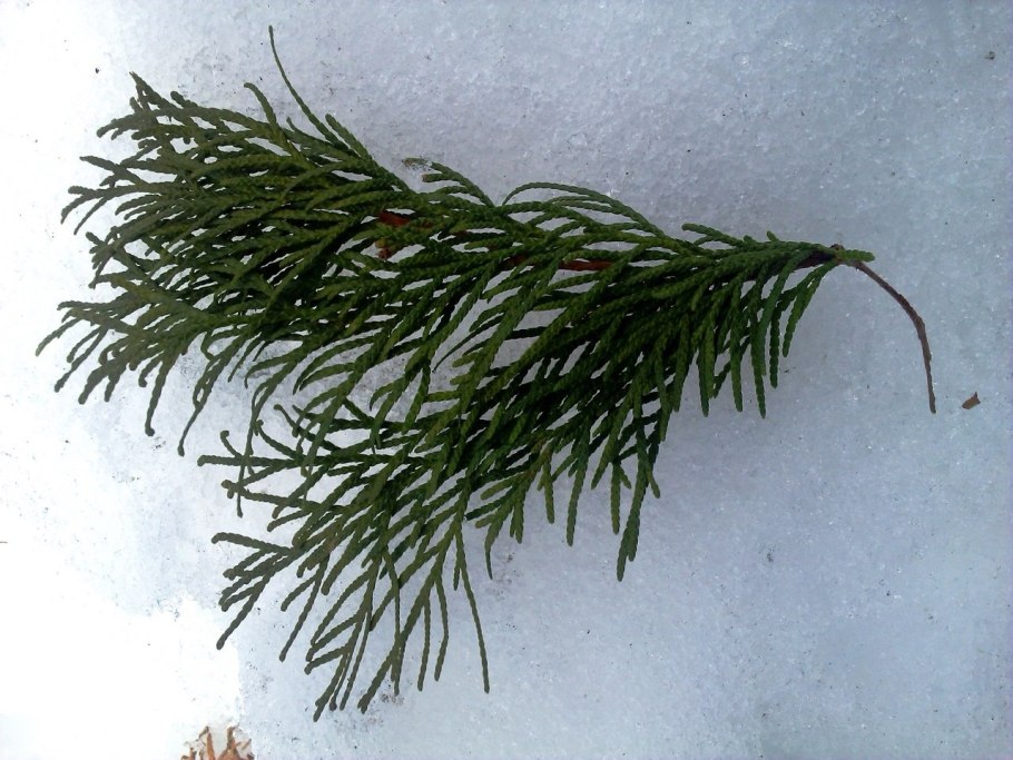 Мульчирование кипариса