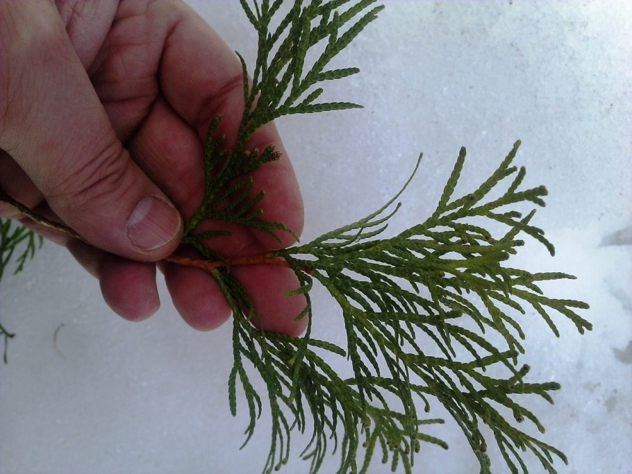 Черенки туи Западной с пяточкой