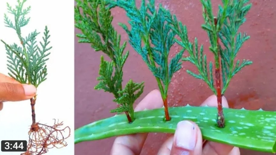 Можжевельник обыкновенный черенкование