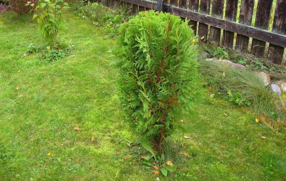 Кильчевание черенков туи