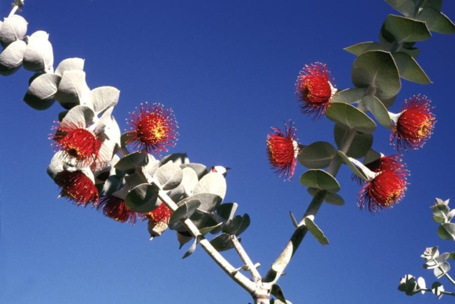 Eucalyptus rhodantha