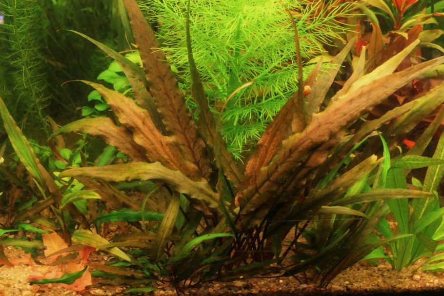 Криптокорина Вендта Грин