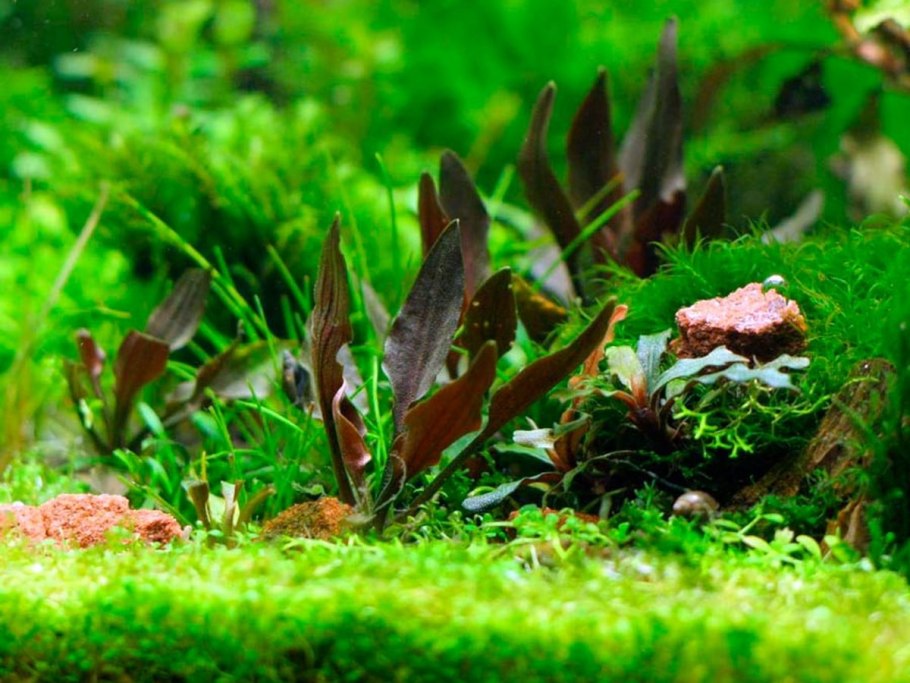 Криптокорина Вендта Тропика