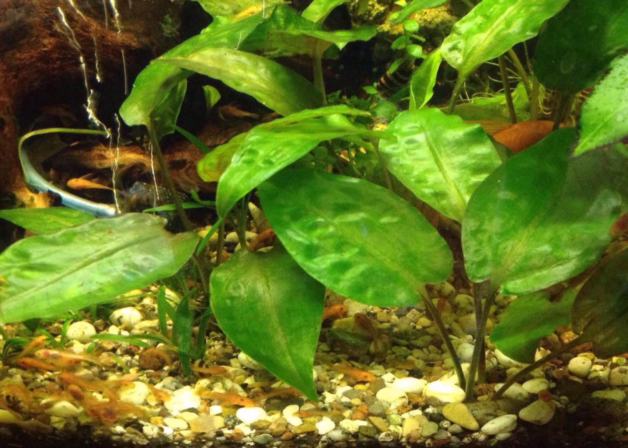 Криптокорина Валкера