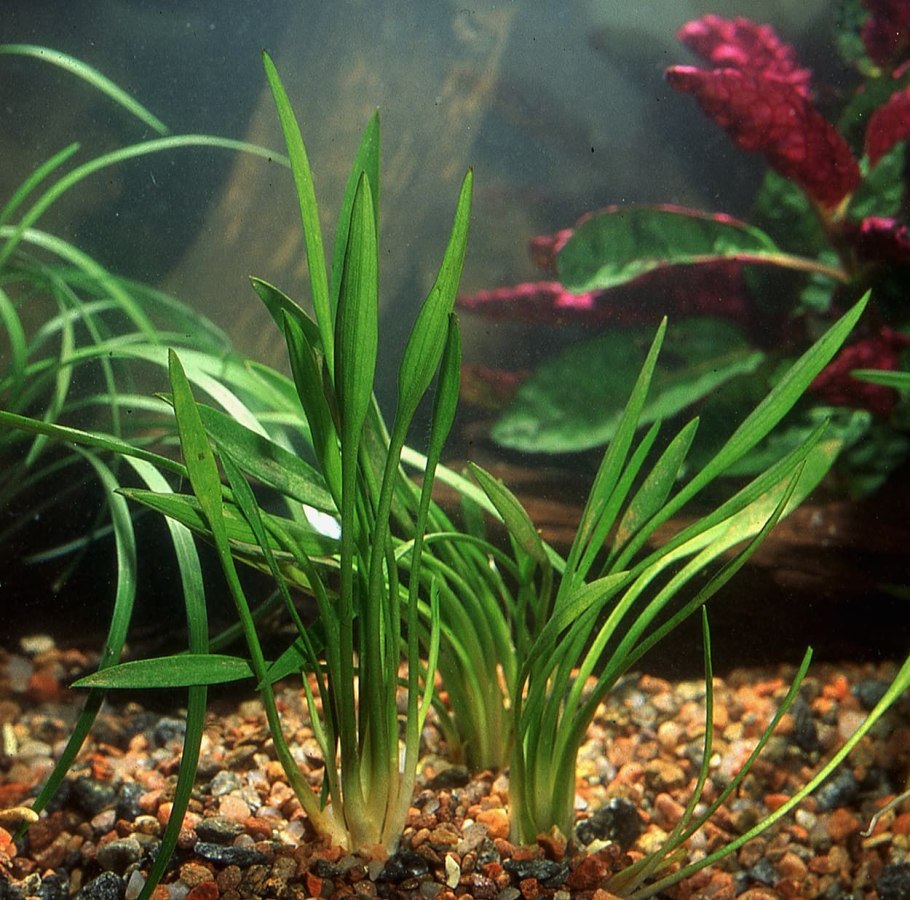 Криптокорина апоногетонолистная (Cryptocoryne aponogetifolia)