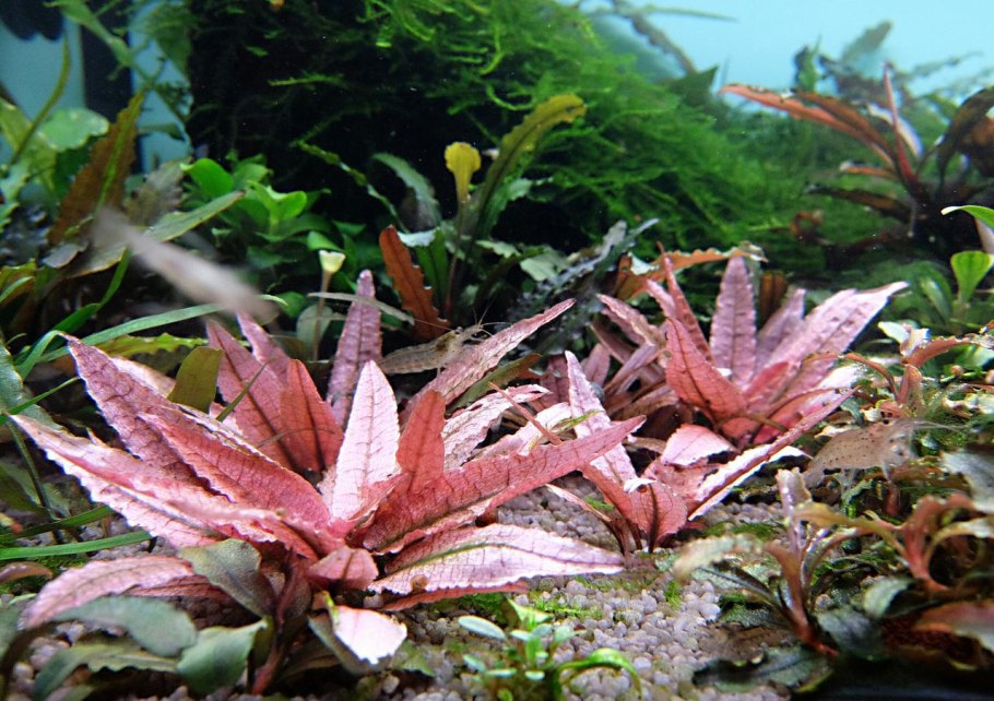 Криптокорина Уиллиса люценс