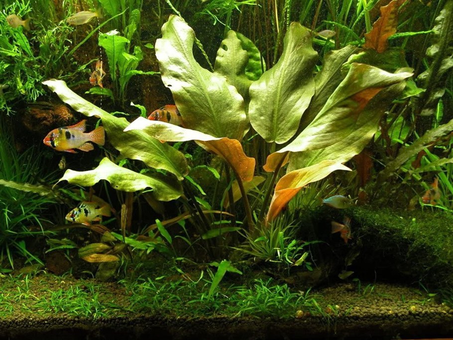 Криптокорина апоногетонолистная (Cryptocoryne aponogetifolia)