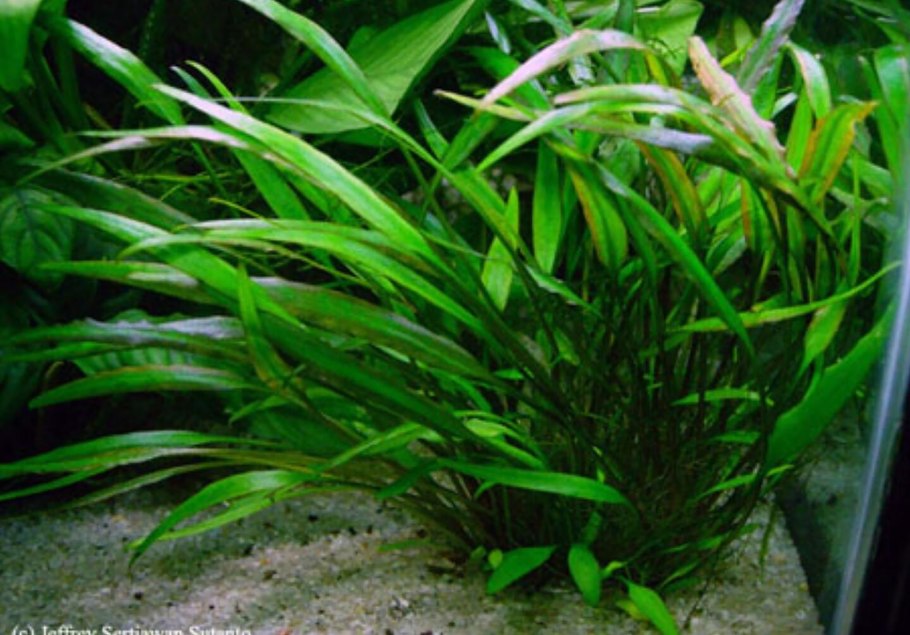 Криптокорина Вендта красная