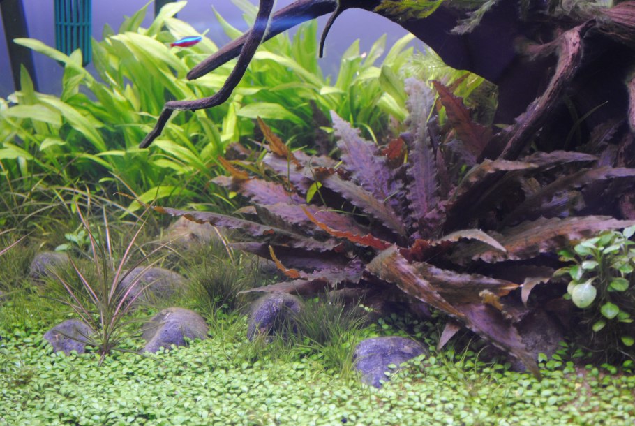 Криптокорина криспатула