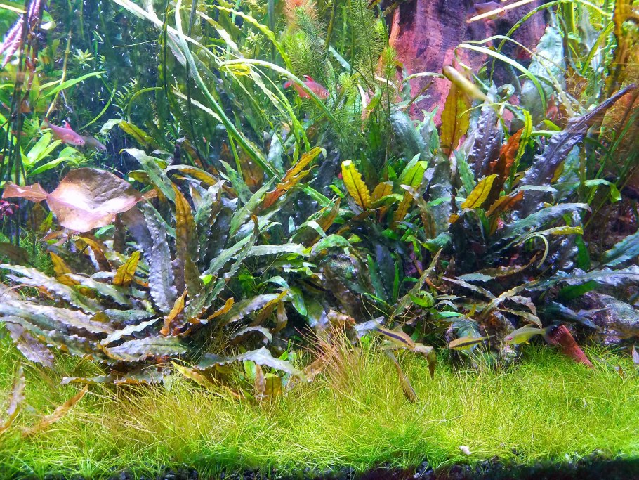 Криптокорина Вендта ми Ойя