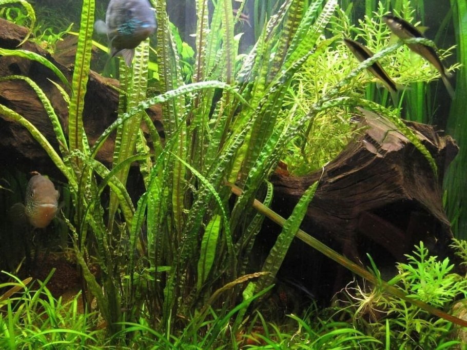 Криптокарина вендетта