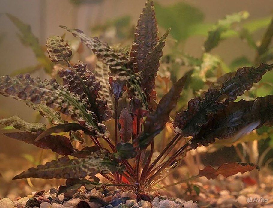 Криптокорина аквариумное
