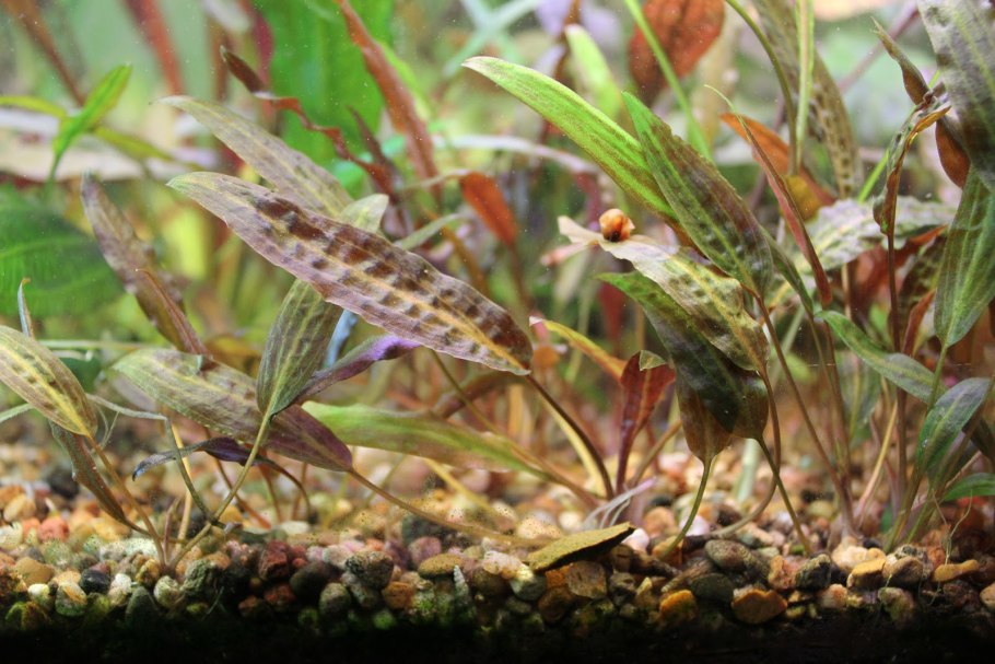 Вендта Браун