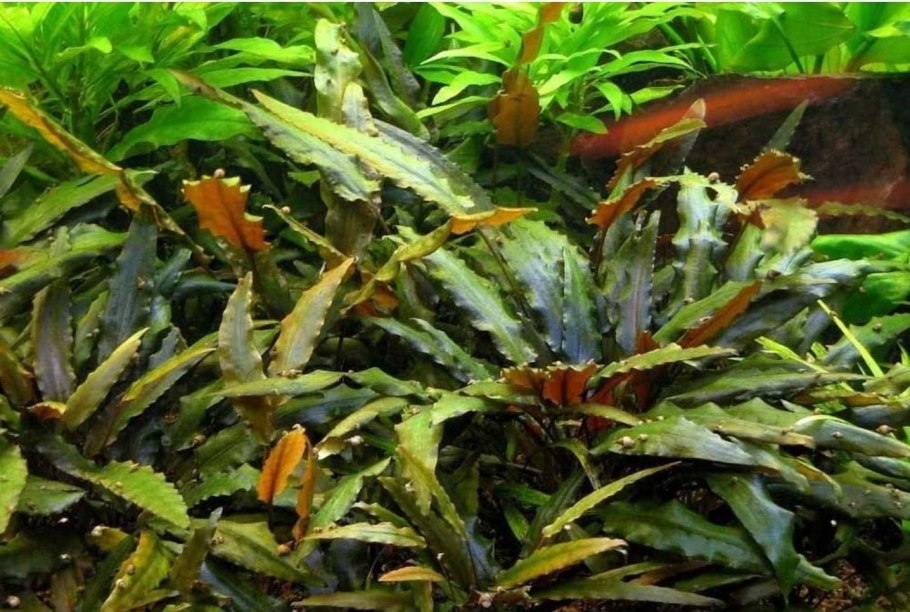 Криптокорина Вендта красная