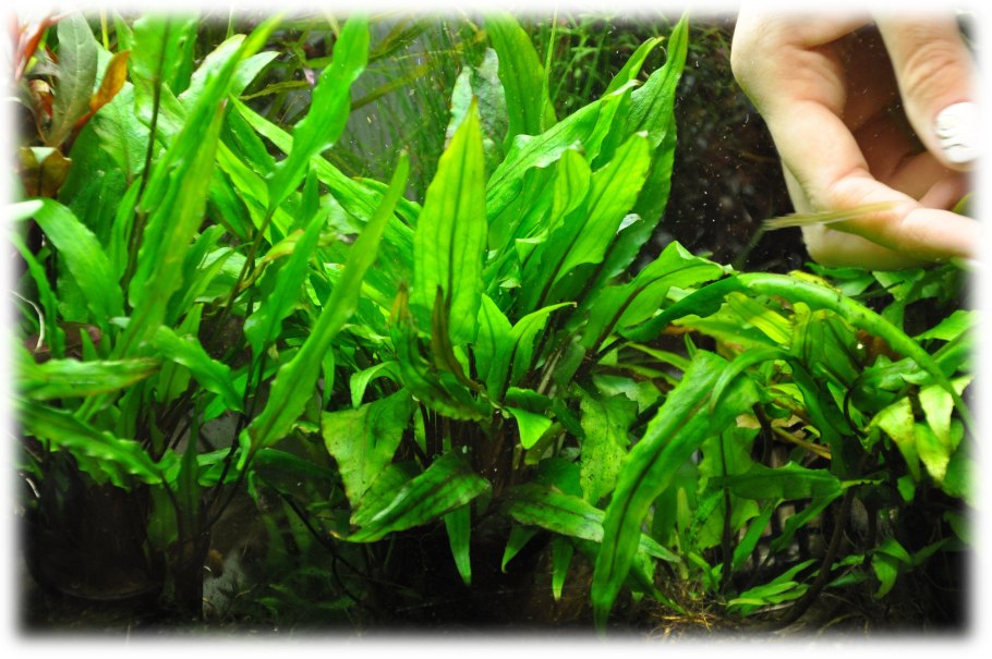 Криптокорина аффинис (Cryptocoryne affinis)