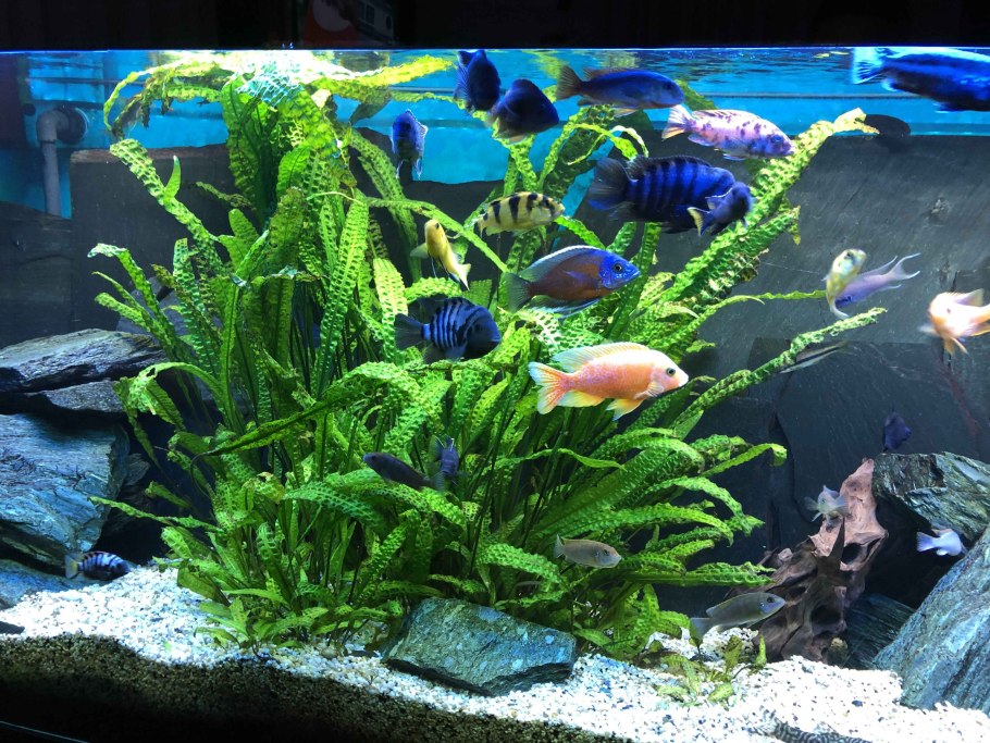 Криптокорина Альбида красная