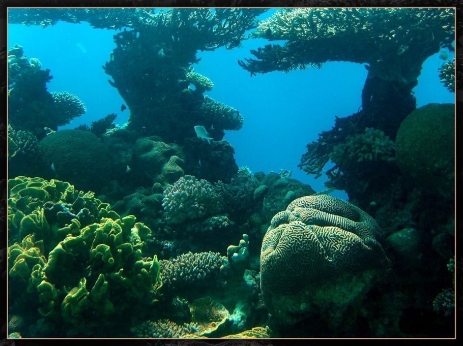 Риф анемоны